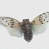 known as the 'ghost cicada' for its eerie call